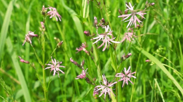 Silene flos-cuculi (Lychnis flos-cuculi, ragged-robin) in the garden. Spring small flower on a sunny day