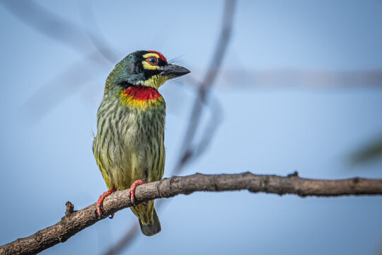coppersmith barbet on branch
