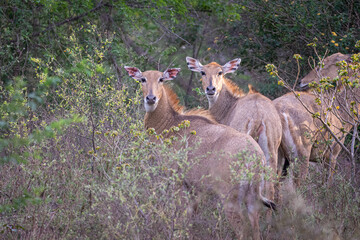 indian nilgai antelope