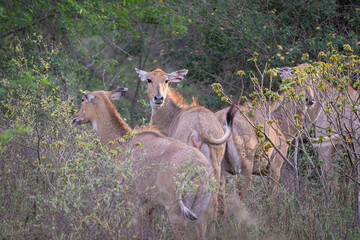 indian nilgai antelope
