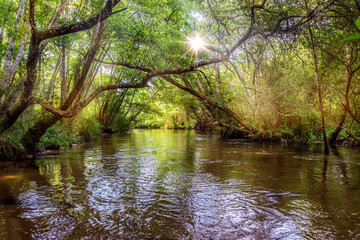 magnificent landscapes of a stream crossing the forest