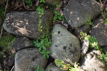 Large cobblestones and sprouted grass between them