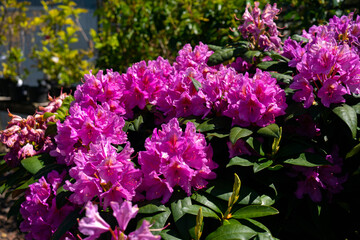 Fototapeta premium Pink purple flowers of a Rhododendron shrub plant for sale in local garden nursery