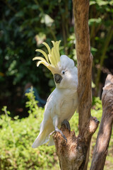 white parrot in the park