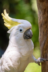 portrait of a white parrot