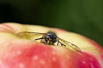 Eine Wespe sitzt auf einem roten Apfel