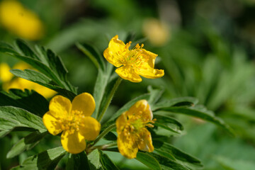 Drei Blüten an einem gelben Windröschen (lat.: Anemone ranunculoides), eine seltene Wildblume im Frühling