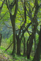 森林の樹木の風景