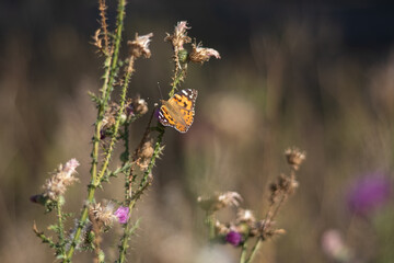 butterfly on a flower