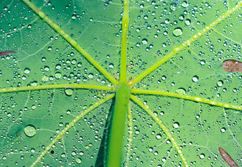 Beautiful green leaf with drops of water. water drops on green leaf for wallpaper. Background and Textures.  Chandpur, Bangladesh / 2020.