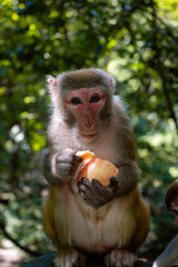 A monkey holds an apple to eat