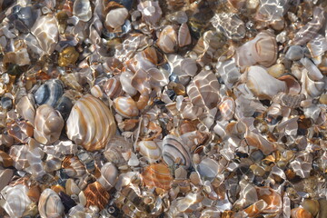 Unzählige bunte Muscheln Schalen liegen übereinander unter Wasser und werden durch das Wasser, die Wellen und das Licht verzerrt und unregelmäßig beleuchtet.
