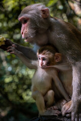 A baby monkey holds his mother's nipple in mouth