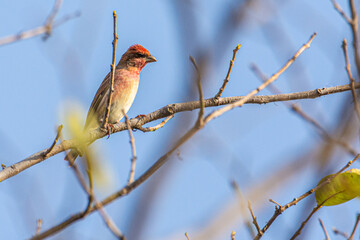 common rose finch on branch 