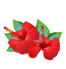Flowers of red hibiscus on white backgroun. Vector illustration - 370368325