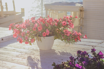 pink flowers in a pot