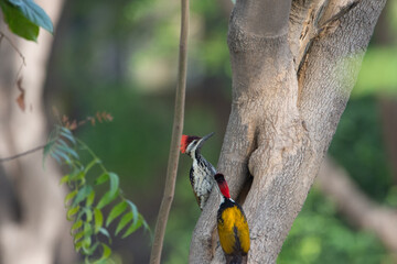 bird of paradise woodpecker india