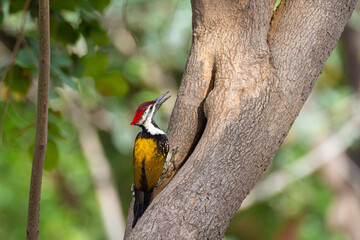 bird of paradise woodpecker india