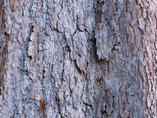 Gray and brown bark picture