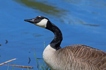 Obraz premium Canada Goose