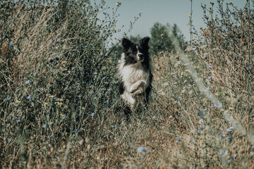 Border collie perro saltando y corriendo