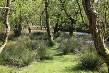 Fototapeta premium A grassy path leading between tufts of reeds in Cadair Idris National Nature Reserve, Snowdonia at Minffordd, Gwynedd, Wales, UK.