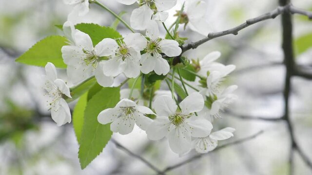 Cherry trees blooming in spring