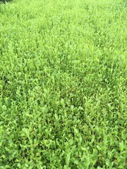 green grass background