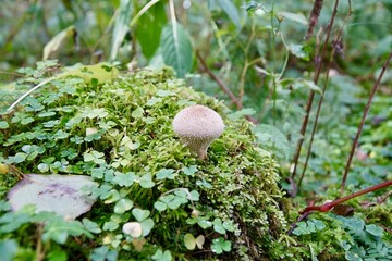 Wood mushroom 