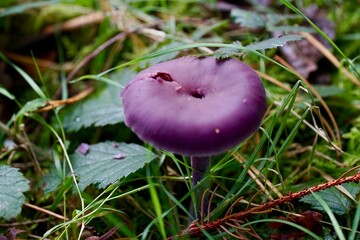 red mushroom 