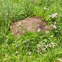 Element of landscape design, part of rockery - a large natural boulder, stone in the grass