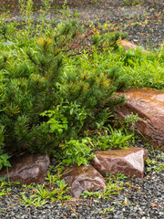 Element of landscape design, rockery in the yard - large natural boulders in the grass and conifers