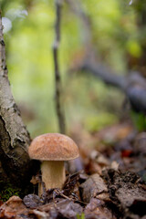 White mushrooms in the woods, on a background of leaves, bright sunlight. Boletus. Mushroom