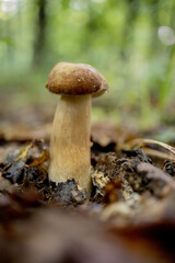 White mushrooms in the woods, on a background of leaves, bright sunlight. Boletus. Mushroom