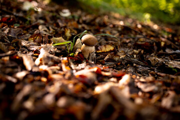 White mushrooms in the woods, on a background of leaves, bright sunlight. Boletus. Mushroom