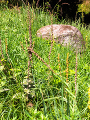 Element of landscape design, rockery in the yard - large natural boulders in the grass