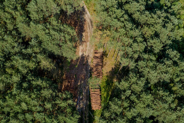 Felling a tree. Wooden logs from a pine forest. Forest of pine and spruce. Logging, logging, forest industry. Forest protection concept