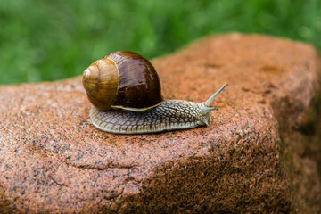 Big grape snail is walking on the red stone.