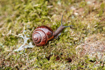 Garden snail on the surface of old stump with moss in a natural environment. Helix pomatia. Close-up images.