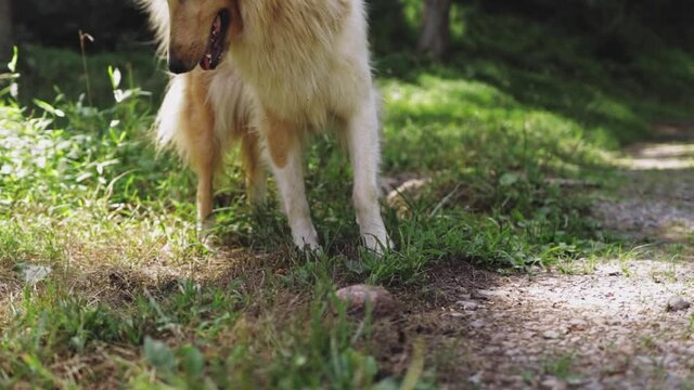 Adult Collie Dog Walking Around And Barking At Box Turtle