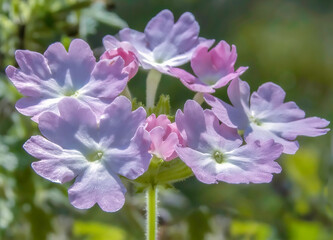 Cluster of pink and purple Snowdrop Anemones in a garden macro