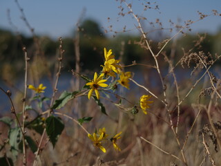 yellow flowers in the wind
autumn meadow