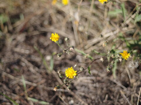 yellow flowers in the gray meadow