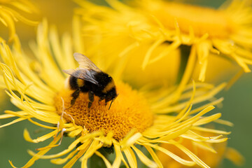 Bumble bees collecting pollen from a Elecampane flower