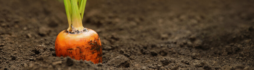 Ripe carrot growing on field, closeup with space for text. Banner design