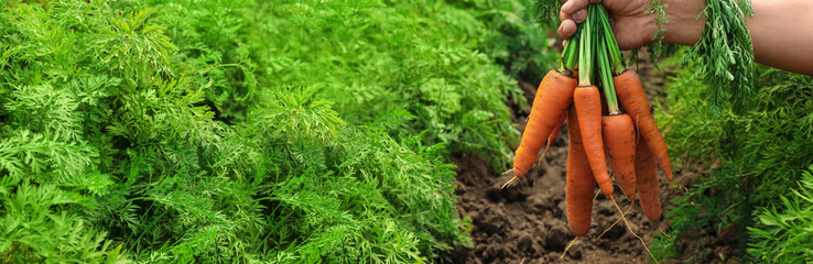 Woman holding bunch of fresh ripe carrots on field, closeup with space for text. Banner design