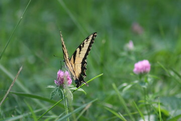 Tiger Swallowtail Butterfly 2020 II