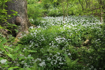 Flowering wild garlic growing in a English wood in Spring.