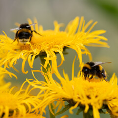 Bumble bees collecting from a Elecampane flower