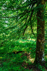 balade en forêt auvergnate